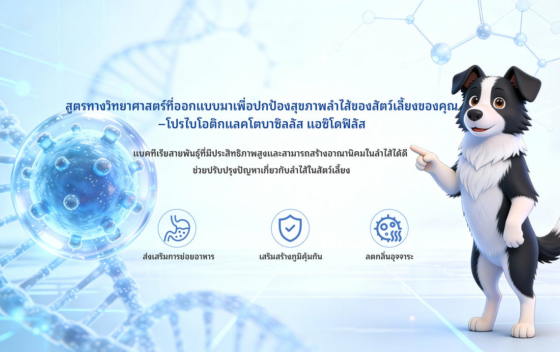 แลคโตบาซิลลัส แอซิโดฟิลัส