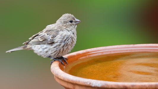 How to Keep Pet Birds Healthy During Hot Weather and Molting？