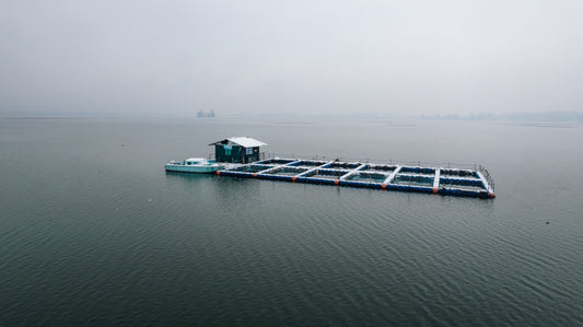 Why Oxygen Depletion Starts Beneath the Surface of Aquaculture Ponds