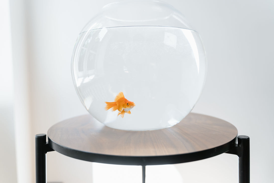 Is Tap Water Safe for Aquarium Fish? Understanding Chlorine, Heavy Metals, and pH
