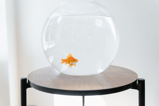 Is Tap Water Safe for Aquarium Fish? Understanding Chlorine, Heavy Metals, and pH