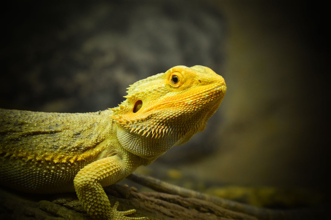 The Hidden Role of Calcium in Reptile Movement and Strength
