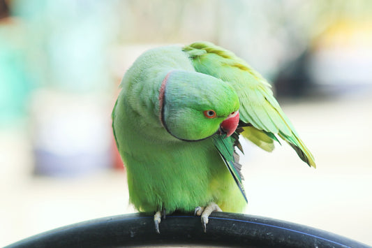 What Hides Beneath Bird Feathers and Why Targeted Spray Care Matters