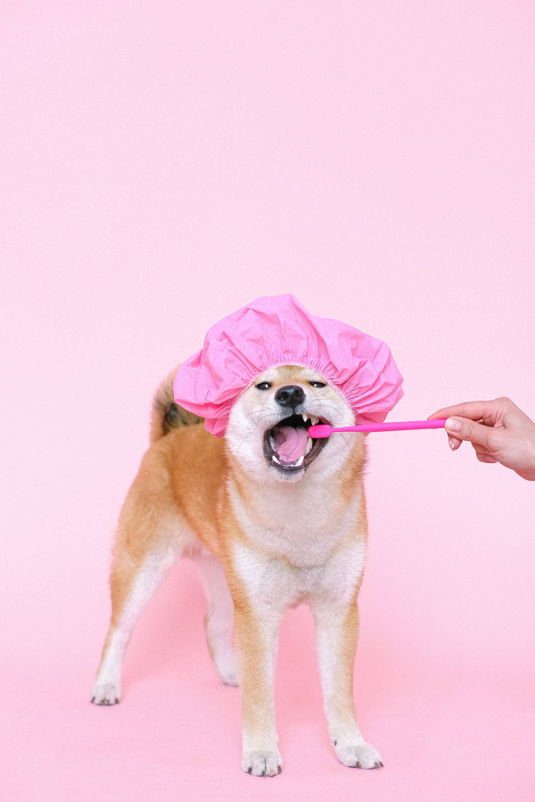 Why Does Your Pet Have Bad Breath? Understanding Plaque and Daily Oral Care