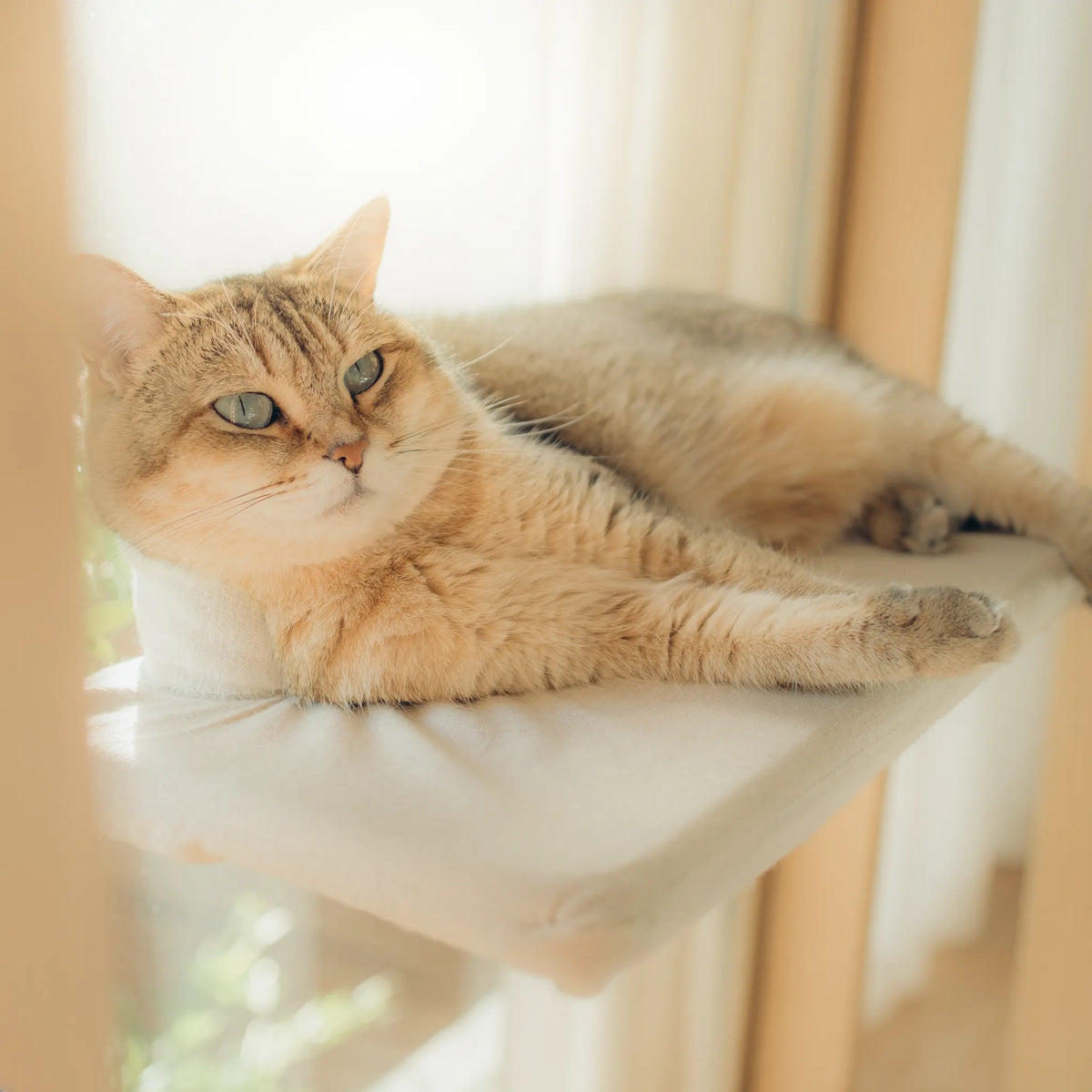 For Cats