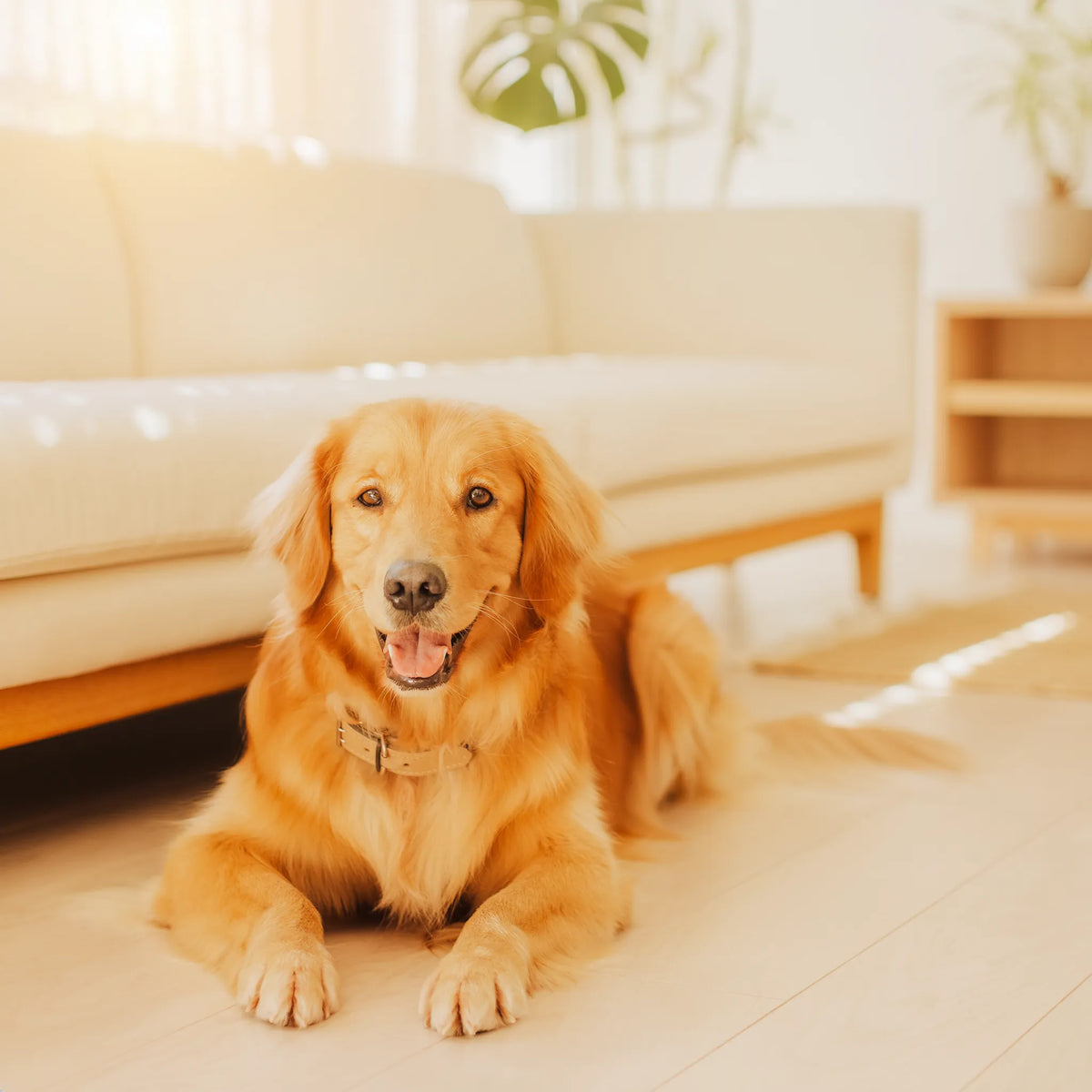 For Dogs