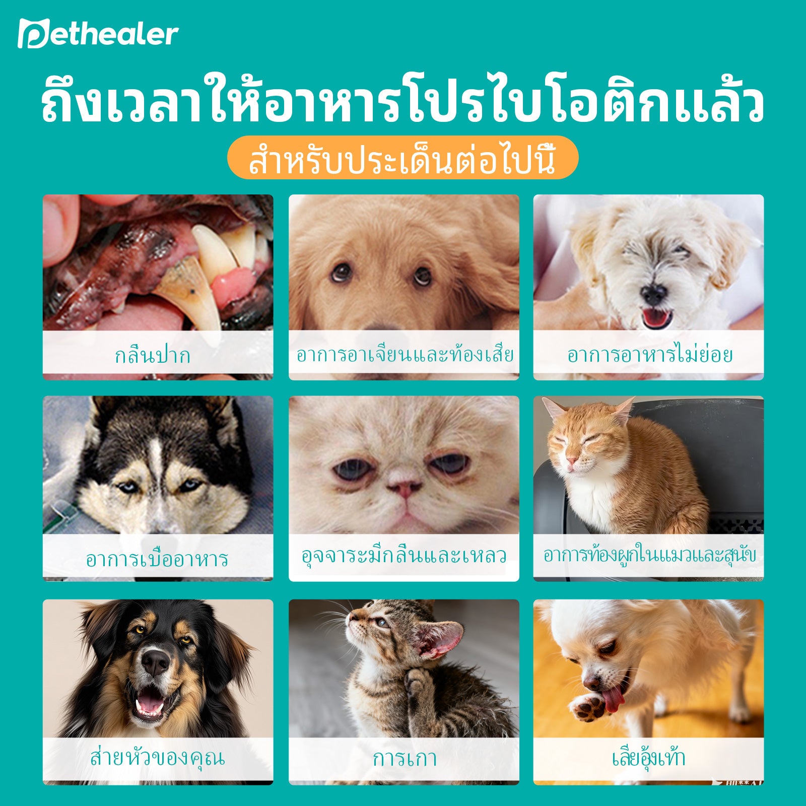 《Pethealer》โปรไบโอติกสำหรับสัตว์เลี้ยง ปรับสมดุลระบบทางเดินอาหาร เสริมสร้างระบบภูมิคุ้มกัน