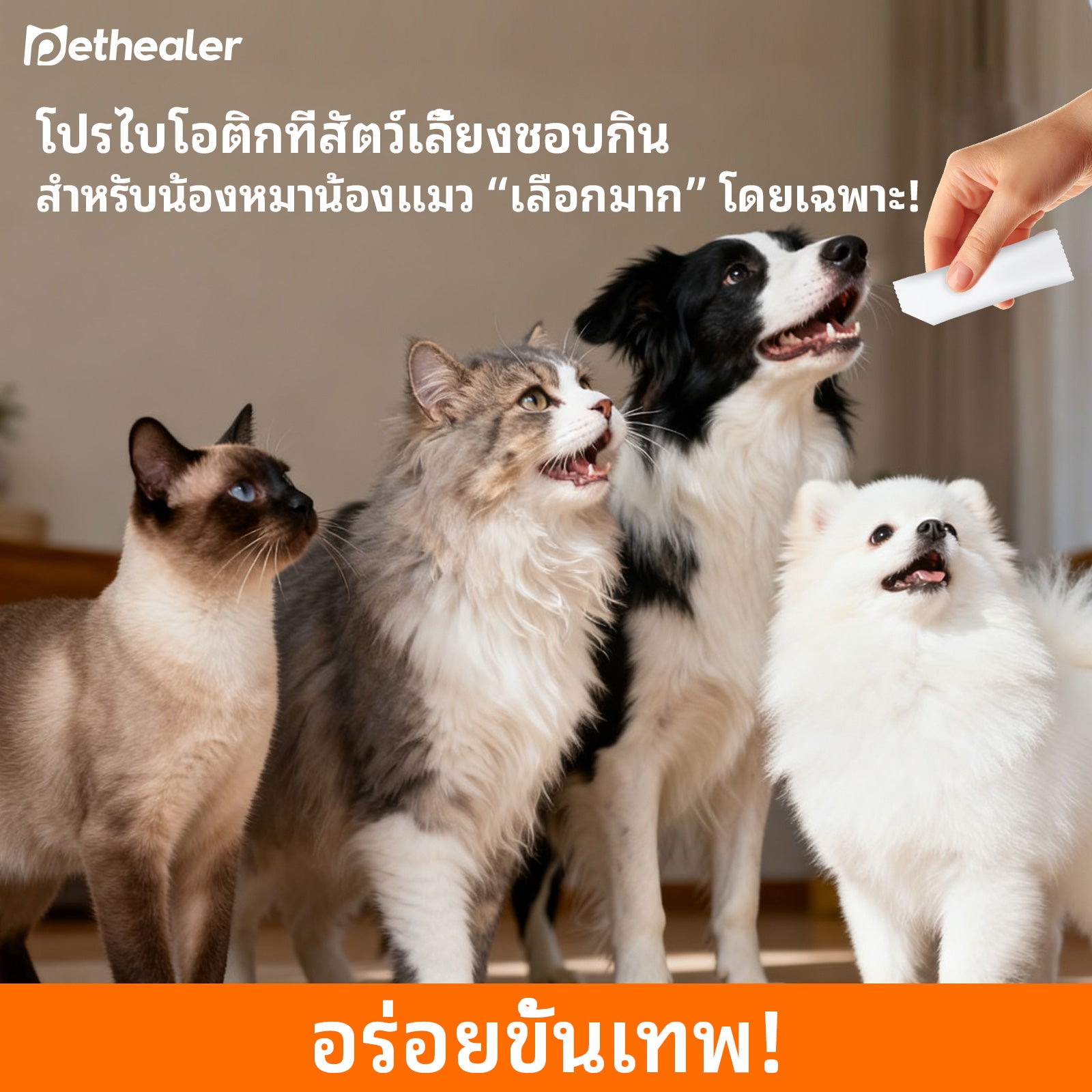《Pethealer》โปรไบโอติกสำหรับสัตว์เลี้ยง ปรับสมดุลระบบทางเดินอาหาร เสริมสร้างระบบภูมิคุ้มกัน