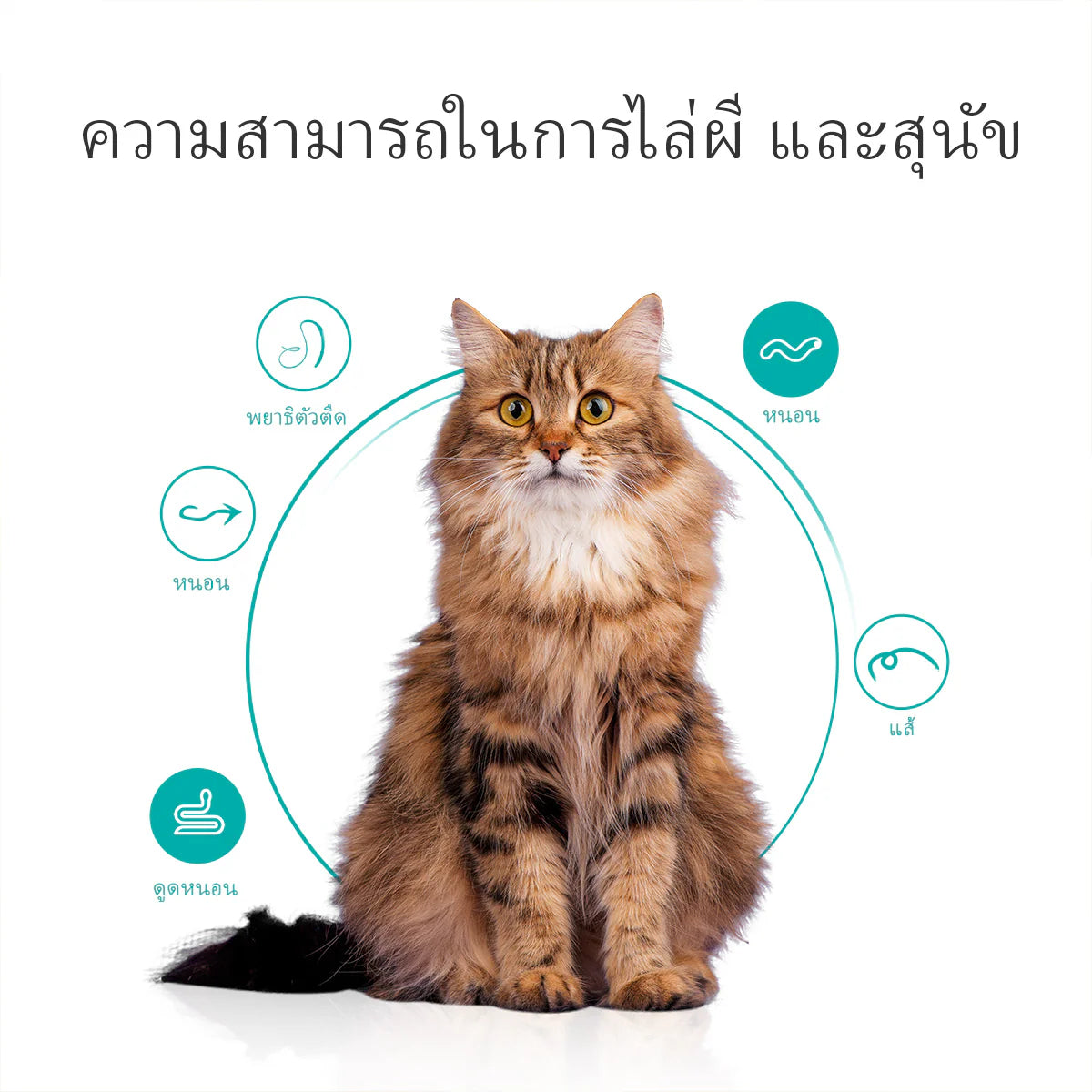 Fipronil Spot-On สำหรับแมวและสุนัข ใช้งานสะดวก ดูแลเป็นประจำได้