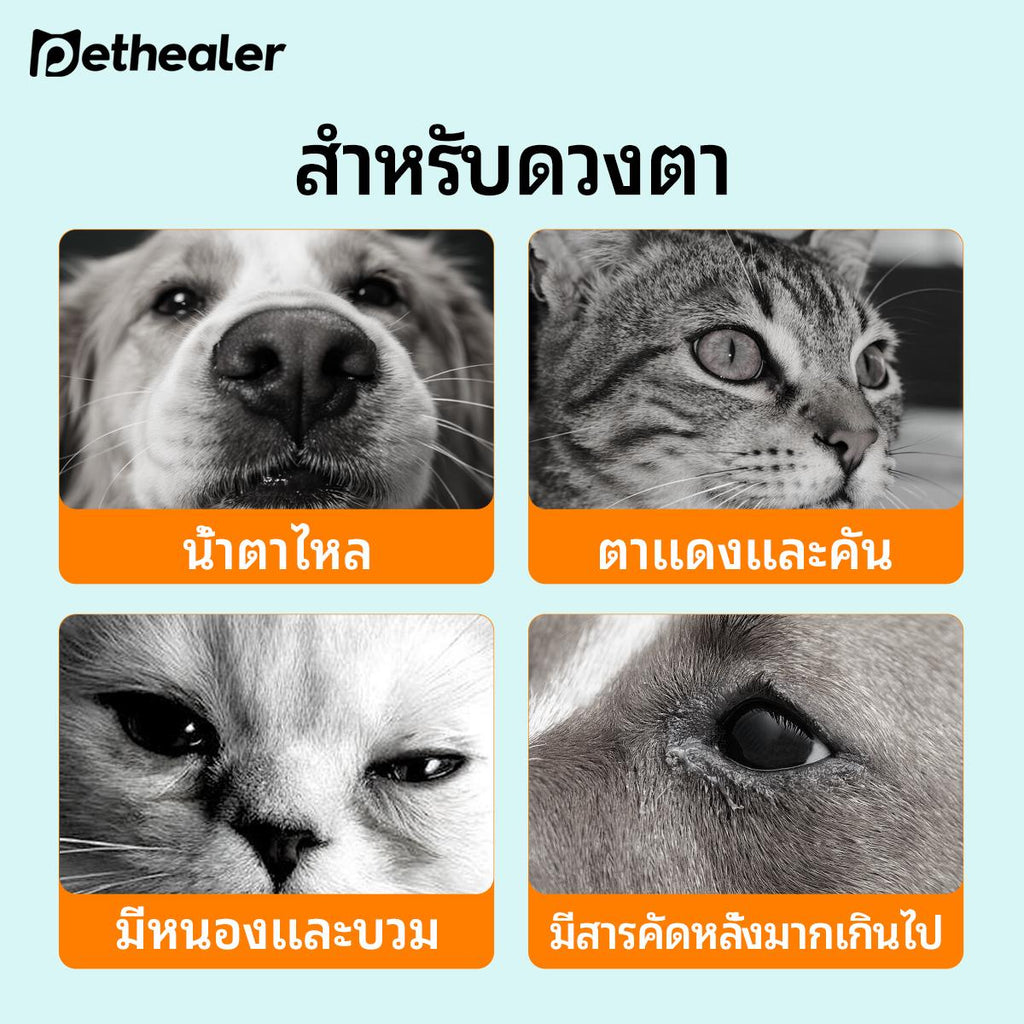 อาการของปัญหาทางสายตาในแมว